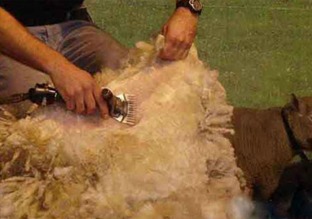 Реферат: Электрическая стрижка овец