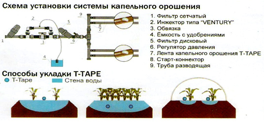 Схема посадки арбуза на капельном орошении