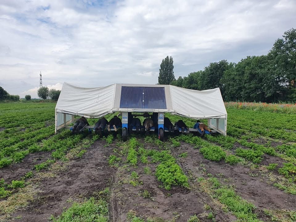 De Jongh Machines Solar Прополочная грядка / платформа для прополки – 8 человек, с электрическим приводом.