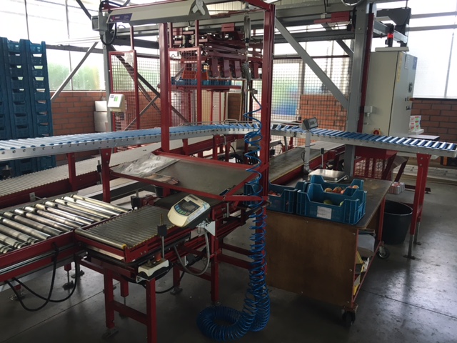 Система разгрузки Taks для виноградных томатов с 2 станциями взвешивания