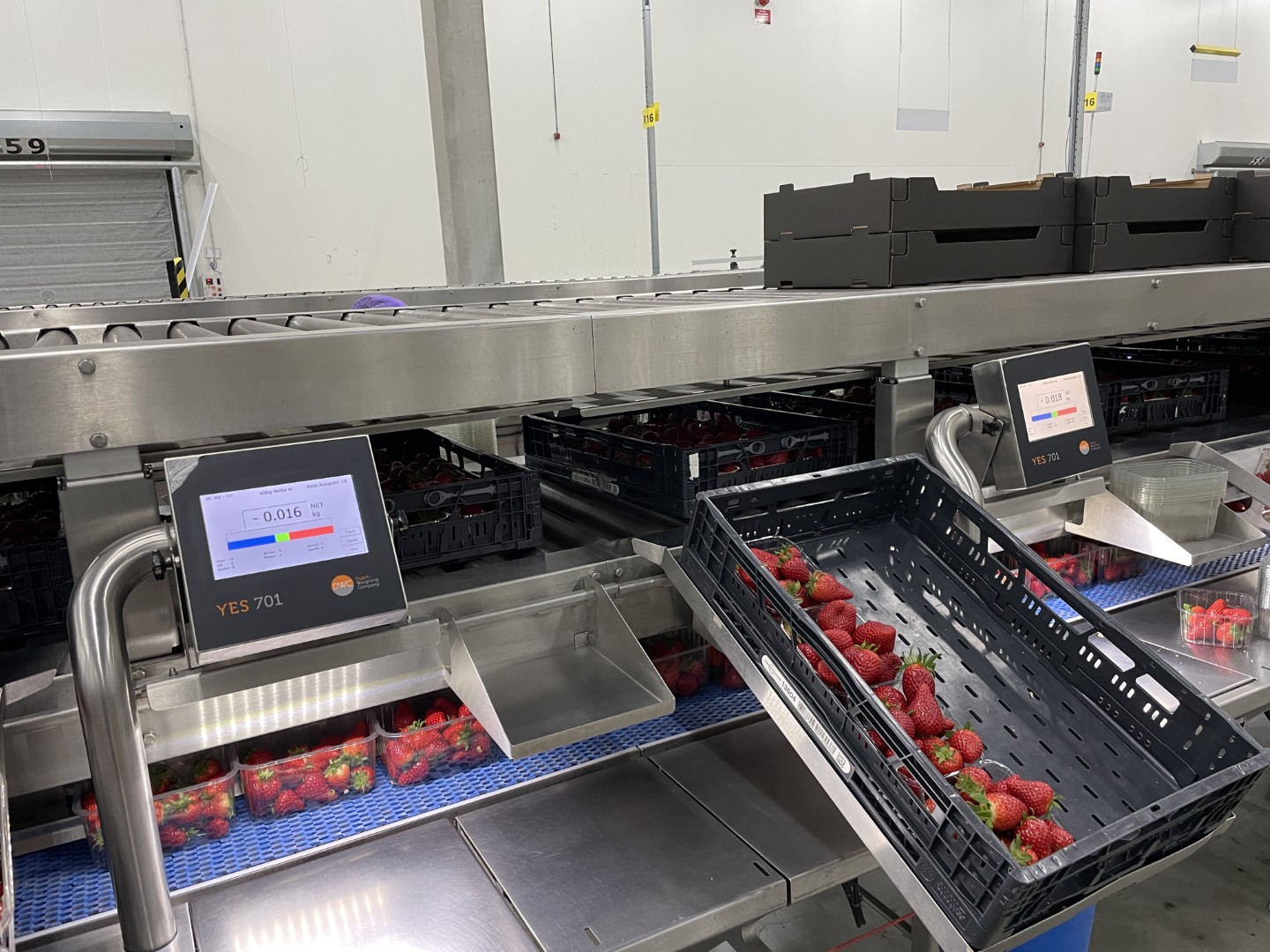 Proseal MC002 + SlipStream Весовая линия с разделителем полос и 14 позициями для взвешивания мягких фруктов.