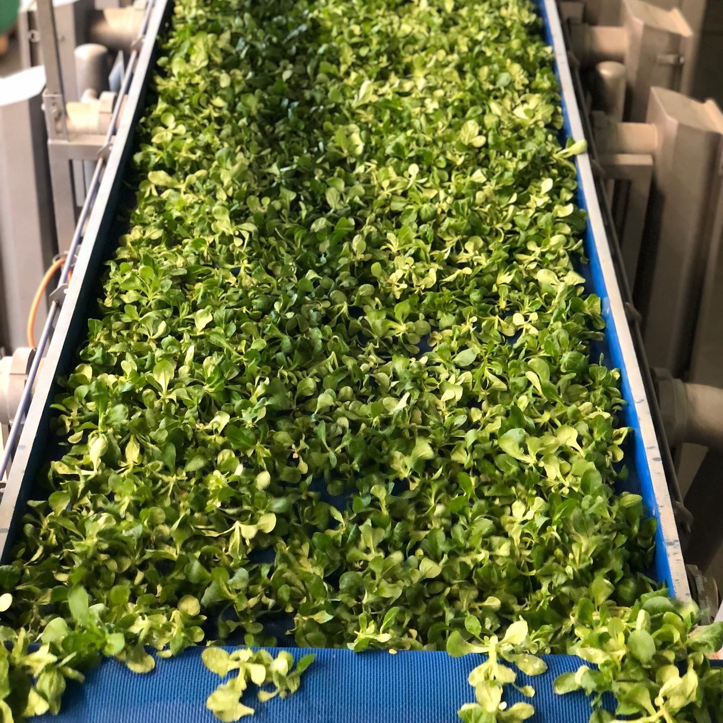 Naddeo Technologies washing and drying line for leafy vegetables