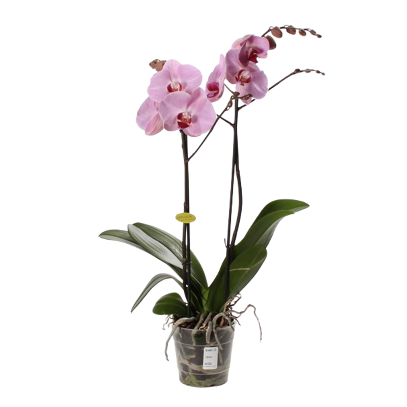 Javo Специальная машина для заливки Phalaenopsis Орхидеи