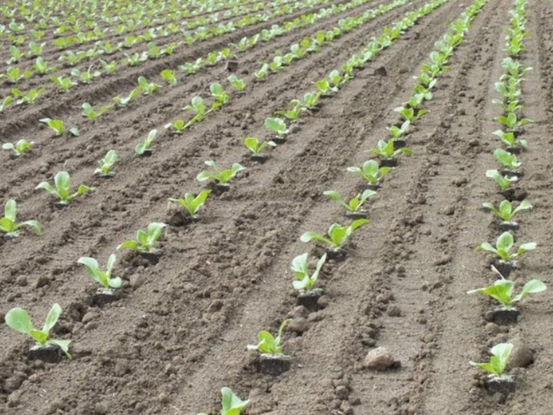 Van den Beucken planting machine transplanter for soilblocks 4 rows