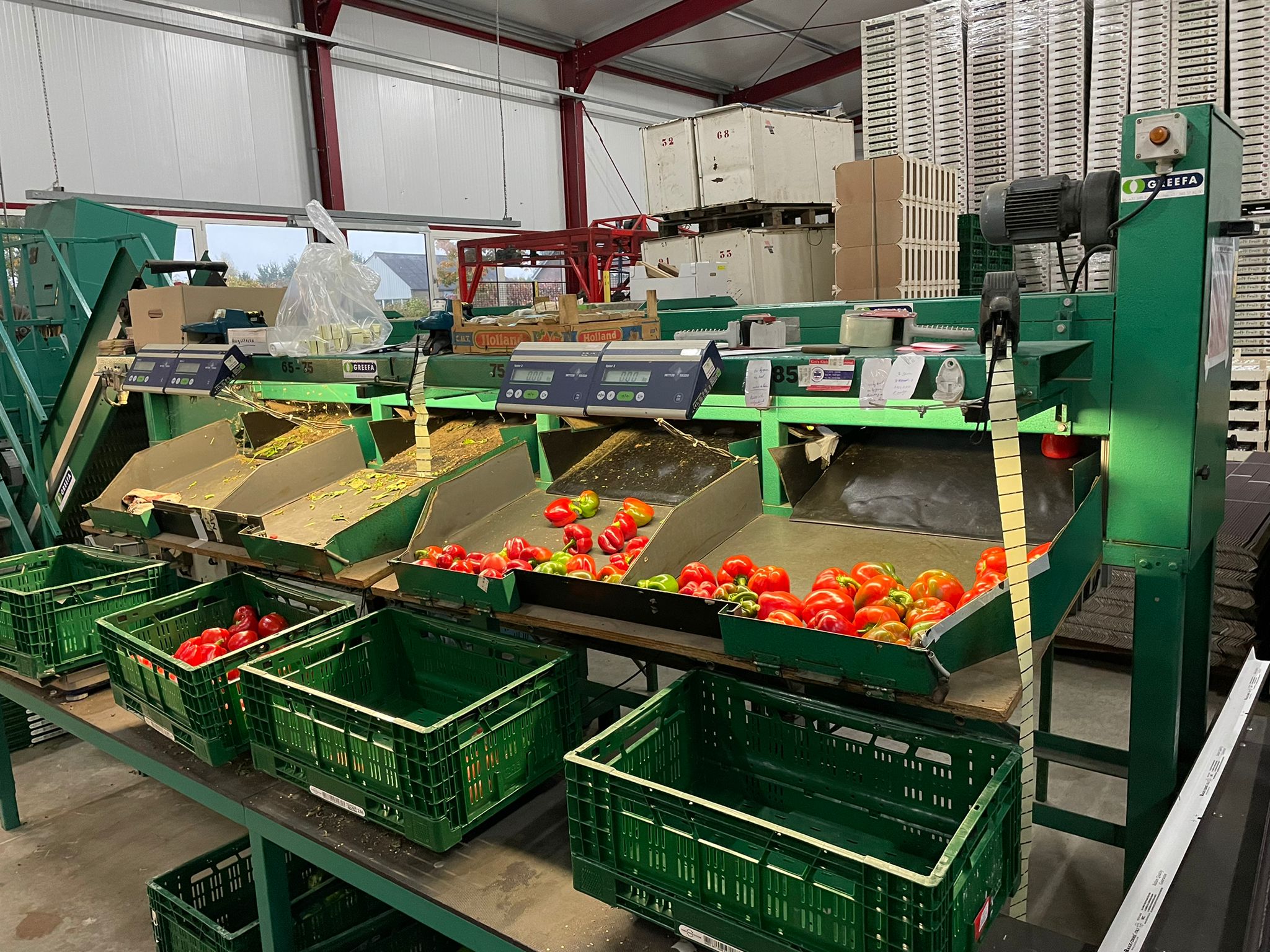 Greefa sorting machine for peppers