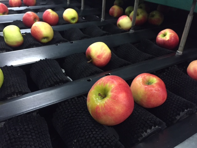Сортировочная машина Greefa MSE с опрокидывателем воды Burg bin