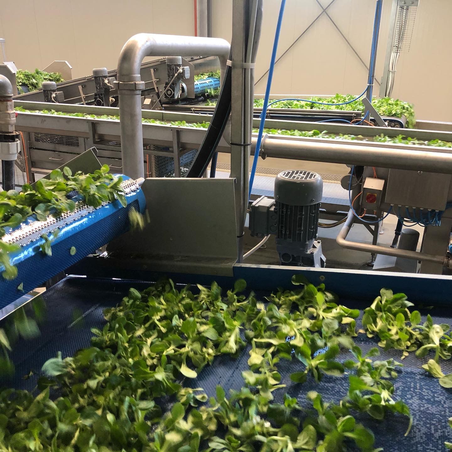 Naddeo Technologies washing and drying line for leafy vegetables