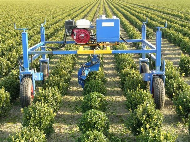 �������� ������ Lommers ��� �������� Buxus