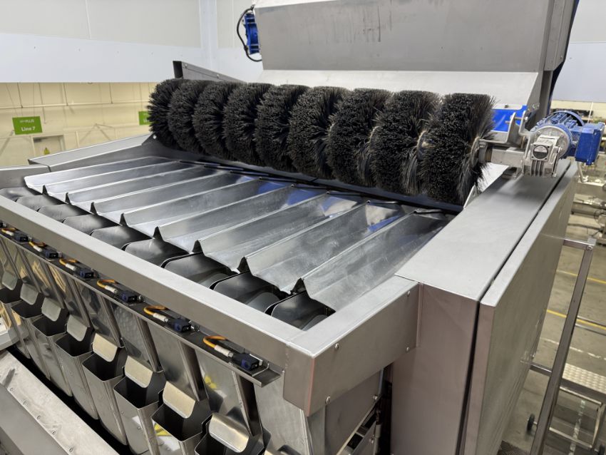 Newtec 4009 B2 Весовой дозатор с 1 машиной для упаковки в сетку, конвейерной лентой и столом для проверки роликов.