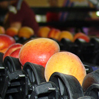 Compac electronic weight grader for apricots and plums