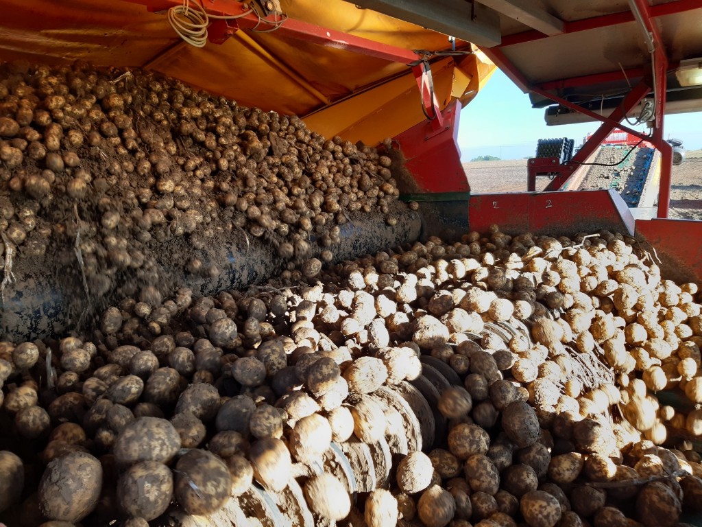 Spinnekop Combine Приемный бункер с очистителем, инспекционным конвейером и подъемником