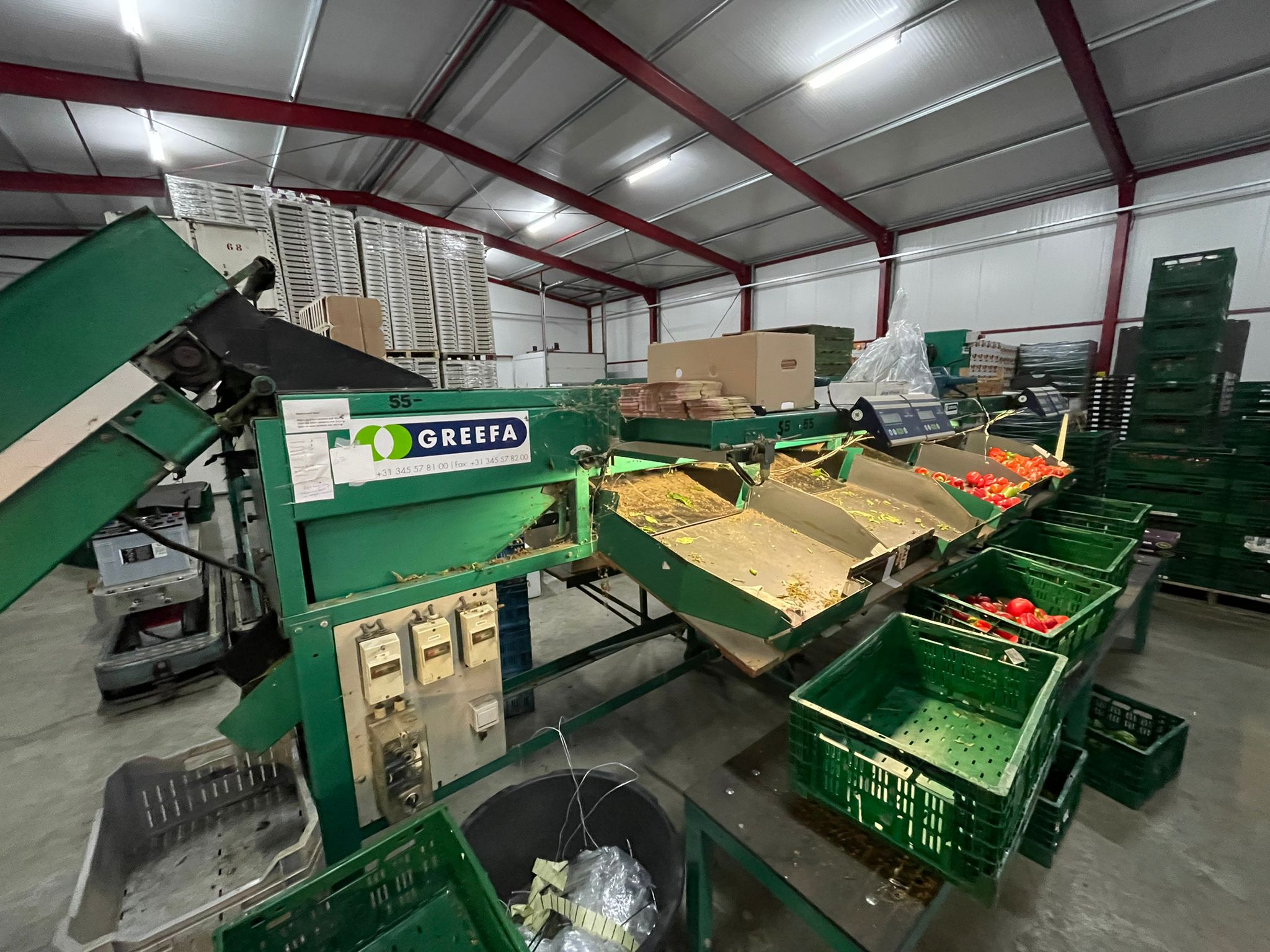 Greefa sorting machine for peppers