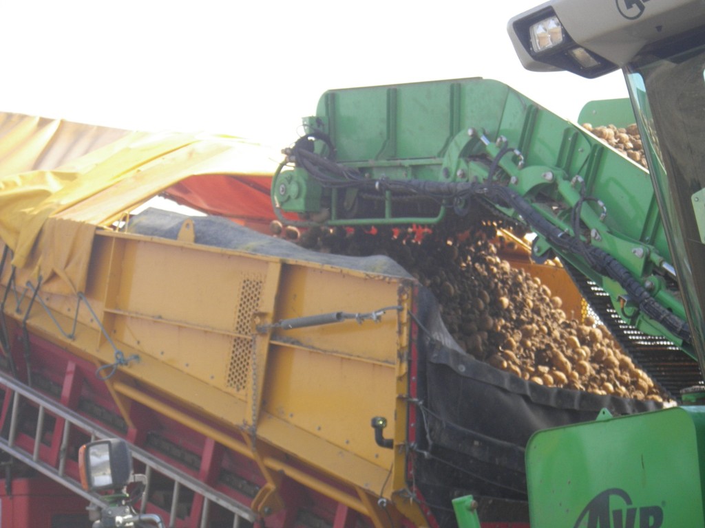 Spinnekop Combine Приемный бункер с очистителем, инспекционным конвейером и подъемником