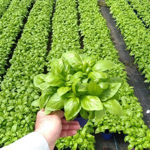 CORA SEEDS srl : �������������������� ������ -