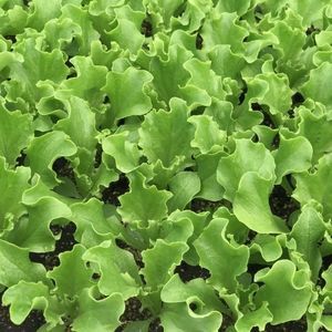 CORA SEEDS srl : �������������������� ������ -