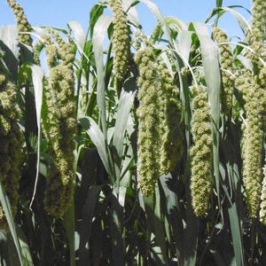 SEED SERVICE s.r.o. : ������ � ������ ������� -