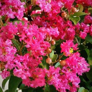 ��������� ��������� ��� �������� Annabelle Hydrangea � ������ �������