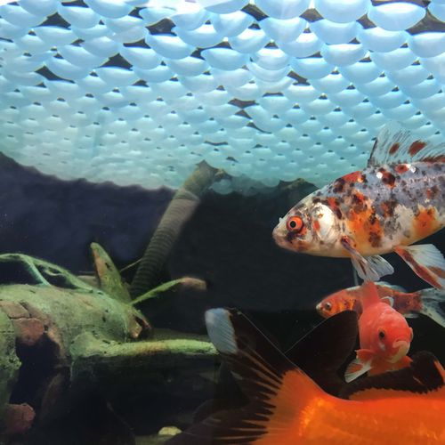 �������� �������� ������ ��������� Fish Pond cover ball ��� ������ ��� �������� ��� ��������� ������ ����������