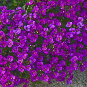 Walters Gardens Inc : ������ � ������ ������� -