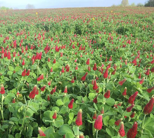 ������������ ������ ������ Crimson Clover ��� �������������� ����� �������