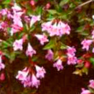 BOWECO VOF : ������ � ������ ������� -