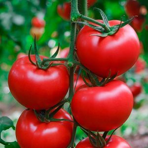 Manier Seeds : ������ � ������ ������� -