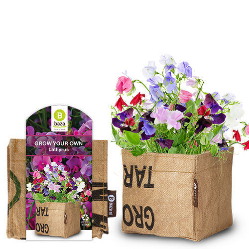����������� ��������� �������� LATHYRUS ������� ����� ������ ��� �������
