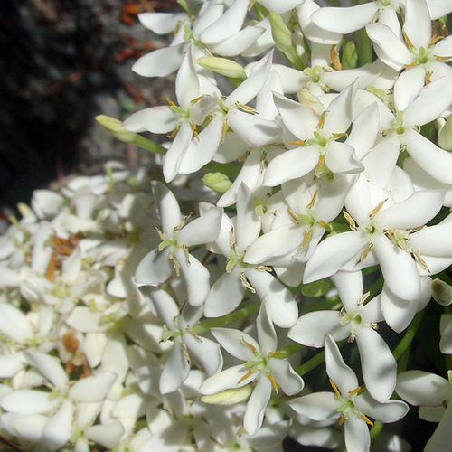 ��������� ��������� ��� ������� Dwarf White ��� ������ � ������ �������