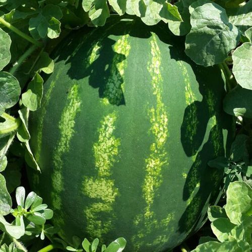 ���������� ������ ������ ATAKAN ������� �������