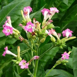 ������� ���� Chinese Wolfsberry