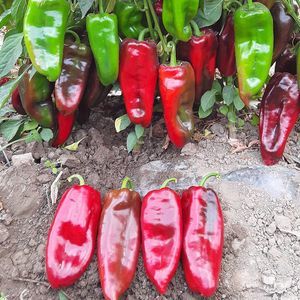 ������ ������ �������� ����� HAKM ��� ��������� ������� �������