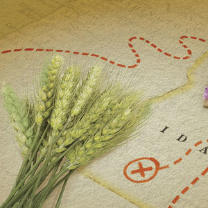 Limagraincerealseeds : ������ � ������ ������� -