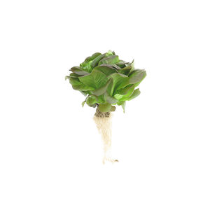 �������� �������� ��������� ���� HORTICUBES� XL ����� ����� ������ ����������