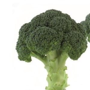 ������ ������ �������� Greenbelt F1 ���������� � ������ ������� �������� ���������