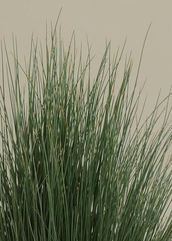 ����������� ������� �������� Juncus inflexus Blue Dart ��� ������� ��� ����