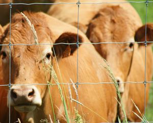 Farmmesh : �������������� -