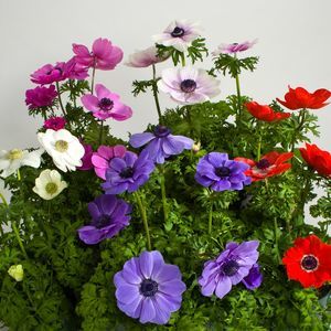 Sakata Seed America Inc : ������ � ������ ������� -
