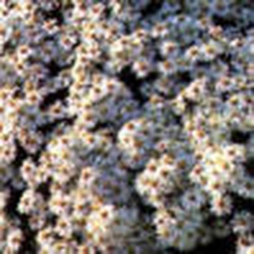 ����������� ��������� �������� SCHNEEKISSEN ����� ��� ������� ��� ����