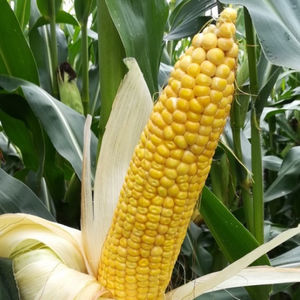 Mas Seeds : ������ � ������ ������� -