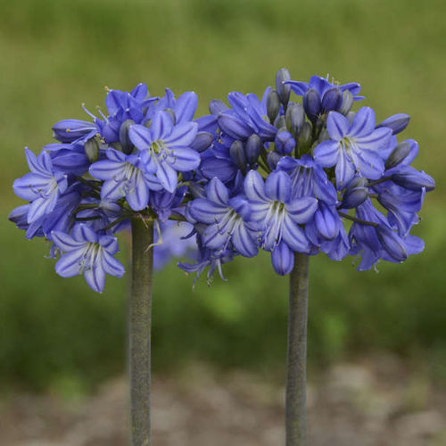 ����������� ��������� �������� Agapanthus 'Galaxy Blue' ����� ���������� ��� �����