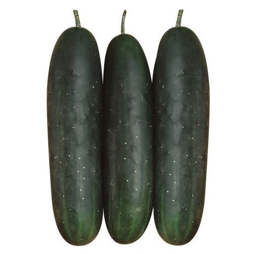���������� ������ ������� Greengo F1 ���������