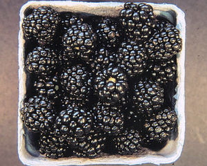 ������� ������ Ficus carica 'Celeste'