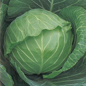 ������ ������ ����-����� Bulgarian Giant