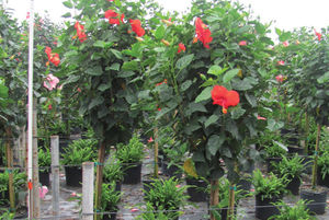 ��������� ��������� ��� ������ Hibiscus Bush � �������� �������