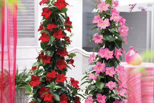 ��������� ��������� ��� ������ Hibiscus Bush Fiesta ����� ������