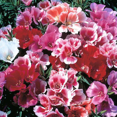 ������� ������ ������ Godetia ����� ������ ��� ���� ��� �������