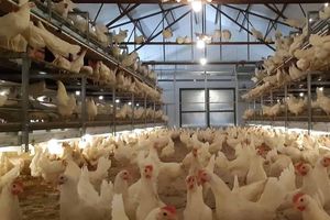 POTTERS POULTRY LTD : �������������� -