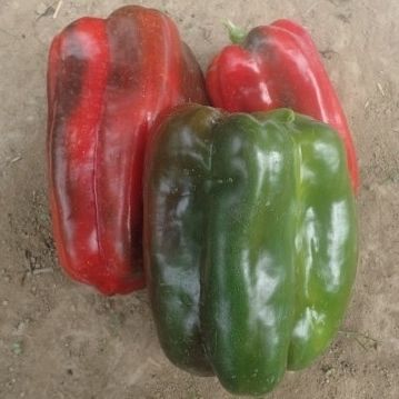 ������� ������ �������� ����� Calibello F1 ��������� �������