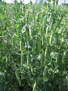 ������ ������ ��������� ������� ENDURO ���������� ����� ������ ��������