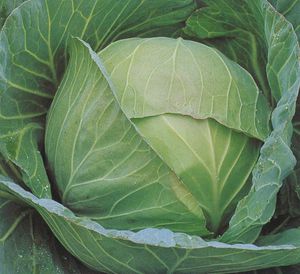 ������ ������ ������� Copenhagen Market